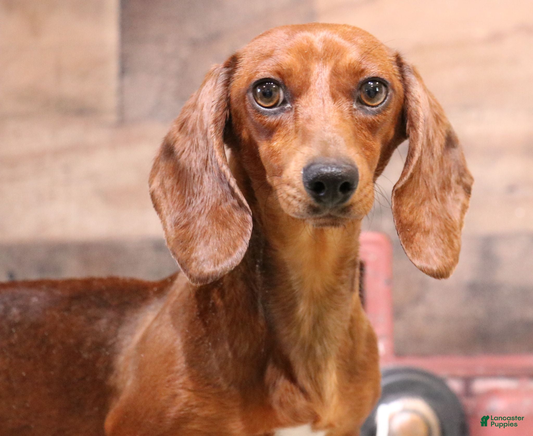 Patch black/tan piebald smoothcoat Miniature Dachshund for sale in