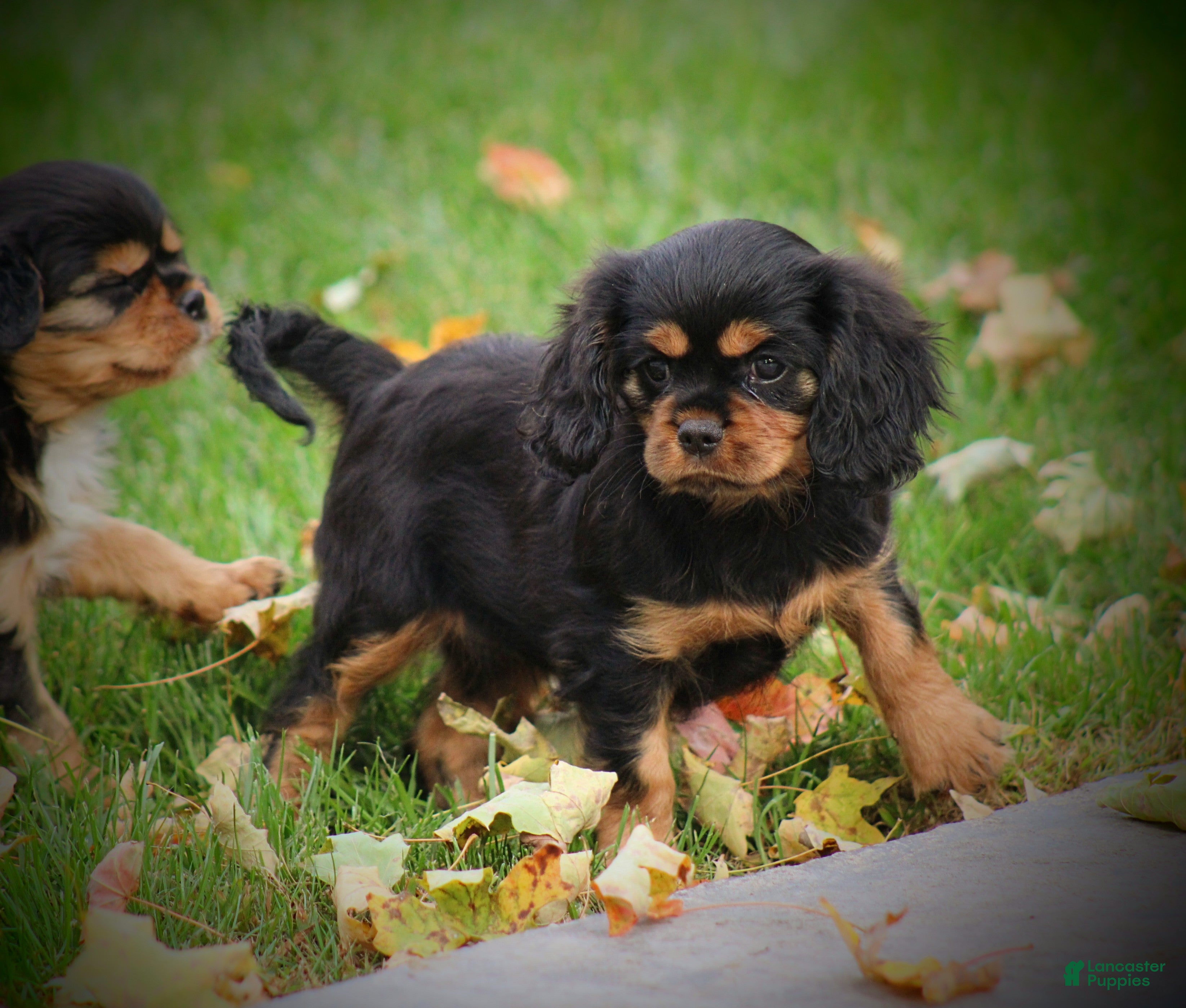 Cavalier King Charles Spaniel dogs Audrey - Ad 2