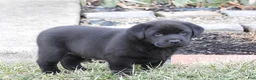 Labrador Retriever dogs for sale: Luke - Ad 1