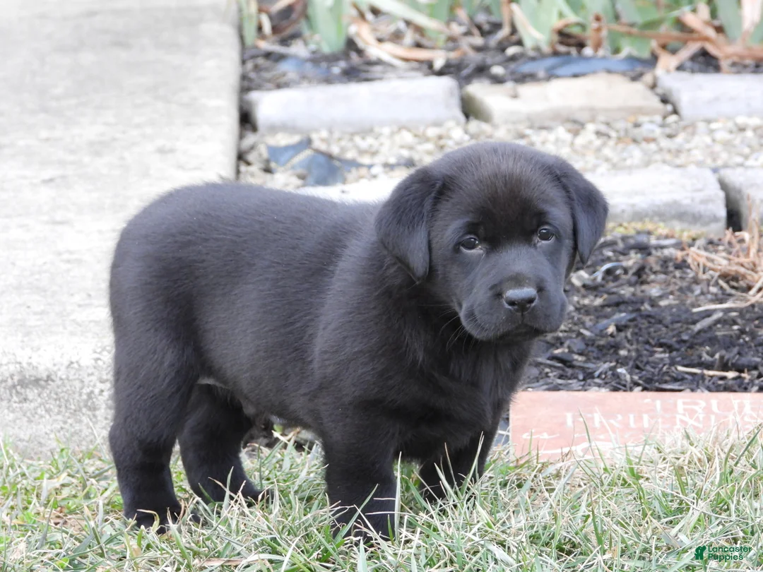 Labrador Retriever dogs for sale: Luke - Ad 1