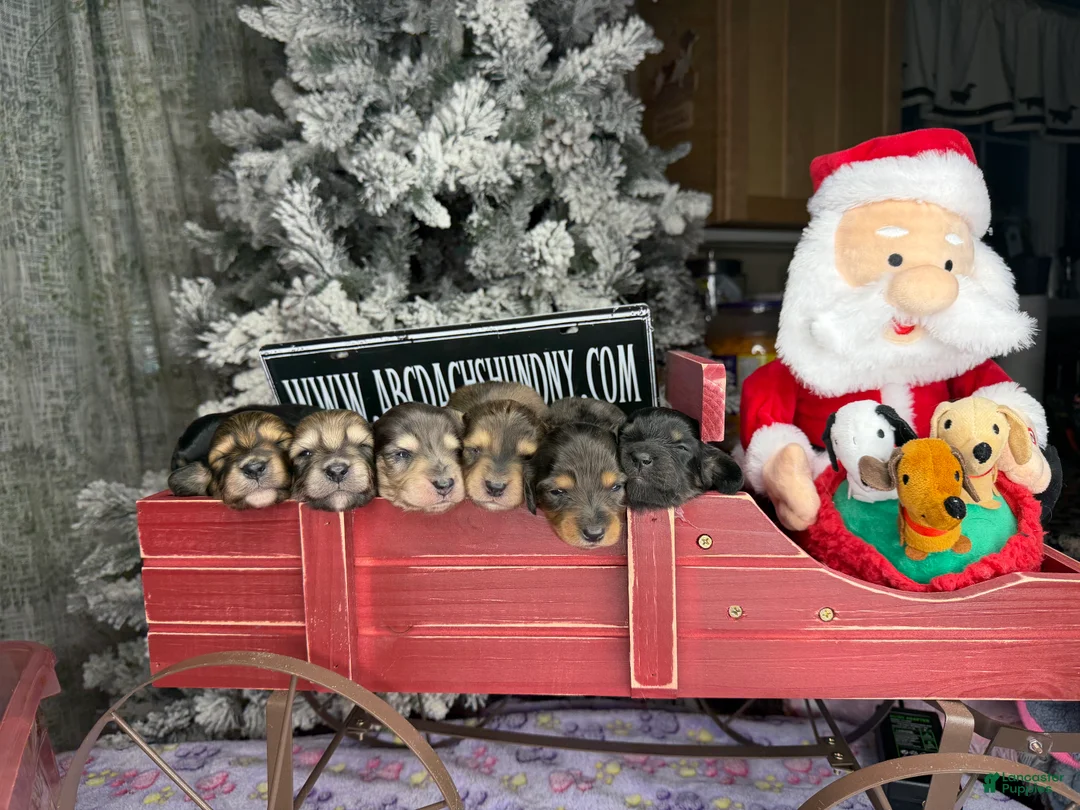 Miniature Dachshund dogs for sale: Black and tan/cr - Ad 2