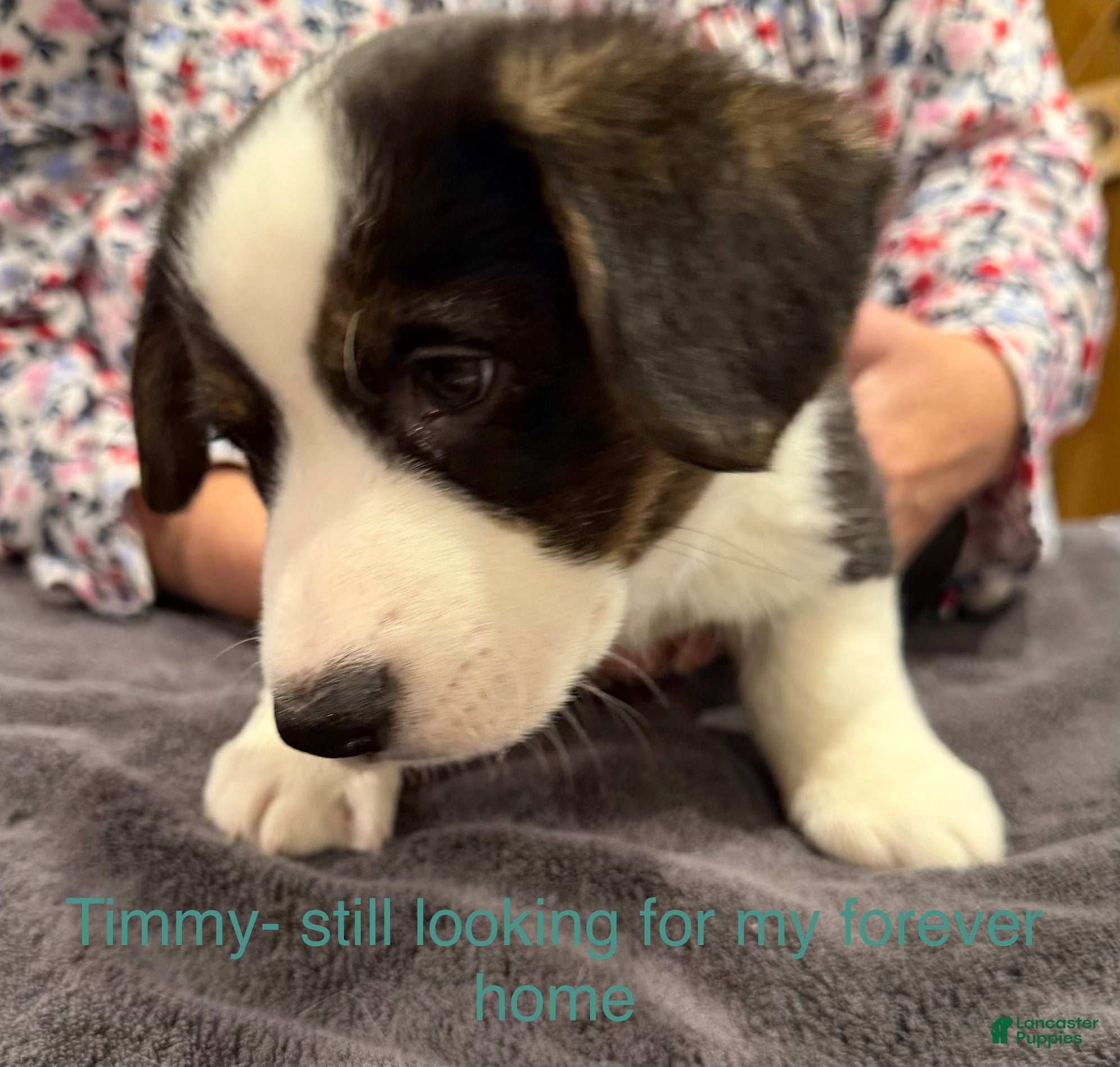 Welsh Corgi Cardigan dogs Timmy - Ad 2