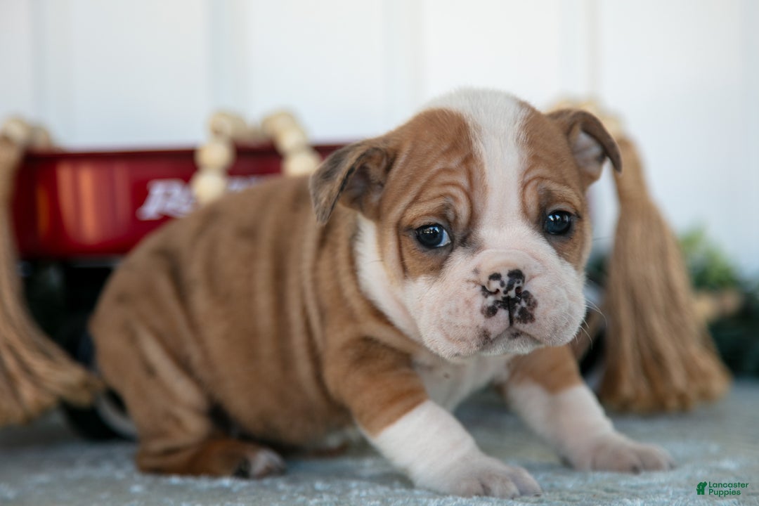 Mixed Breed dogs for sale: Trinity - Ad 1