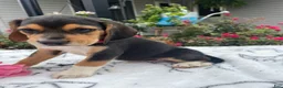 Beagle dogs for sale: Copper - Ad 1