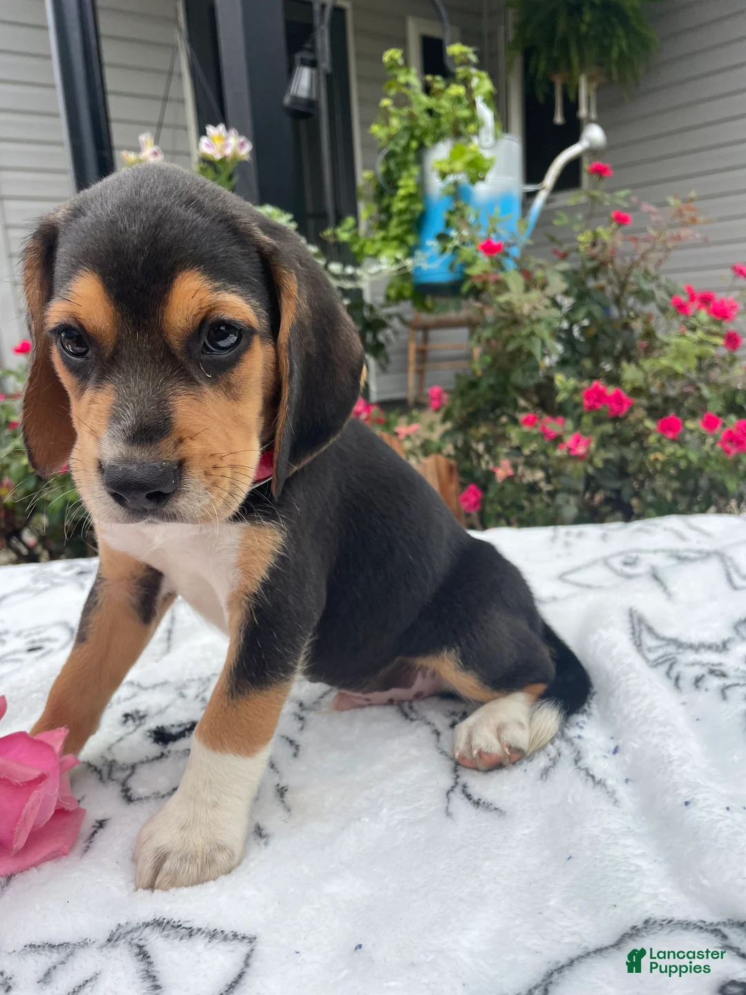 Beagle dogs for sale: Copper - Ad 1