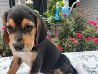Beagle dogs Copper - Ad 30