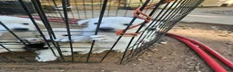 Mixed Breed dogs for sale: Mixed Breed 2 - Ad 11