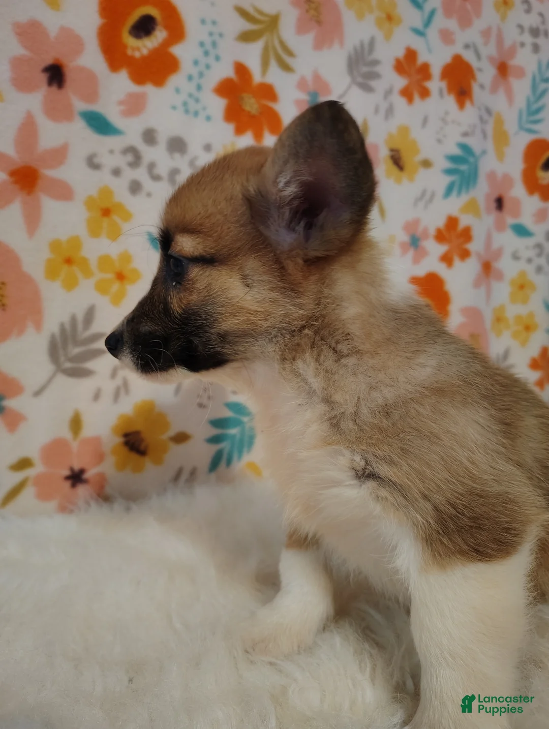 Welsh Corgi Pembroke dogs for sale: Evelyn - Ad 2