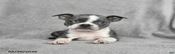 Boston Terrier dogs for sale: Tristian - Ad 2