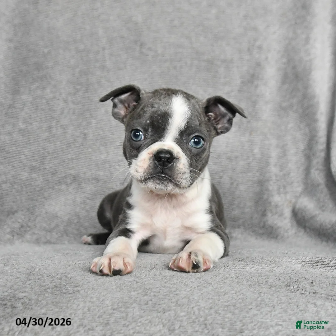 Boston Terrier dogs for sale: Tristian - Ad 2