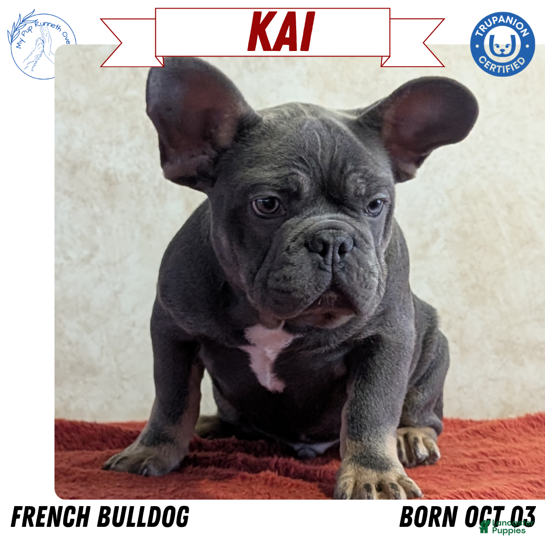 French Bulldog dogs Kai - Ad 1