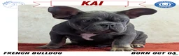 French Bulldog dogs for sale: Kai - Ad 1