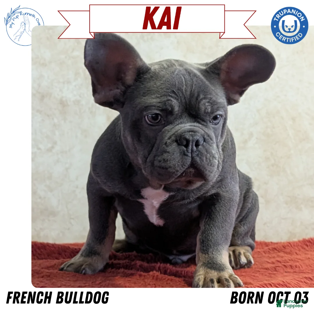 French Bulldog dogs for sale: Kai - Ad 1