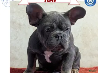 French Bulldog dogs Kai - Ad 1