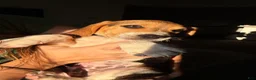 Beagle dogs for sale: Merlin  - Ad 4