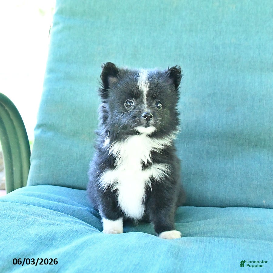Pomeranian dogs for sale: Truffle  - Ad 4