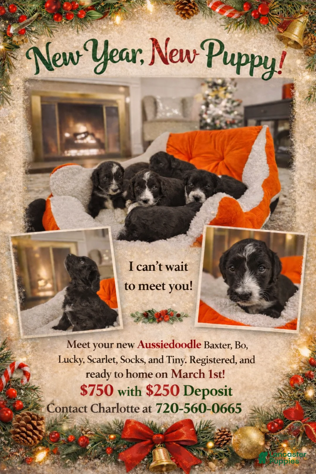 Aussiedoodle dogs for sale: Aussiedoodle Puppy 3 - Ad 5