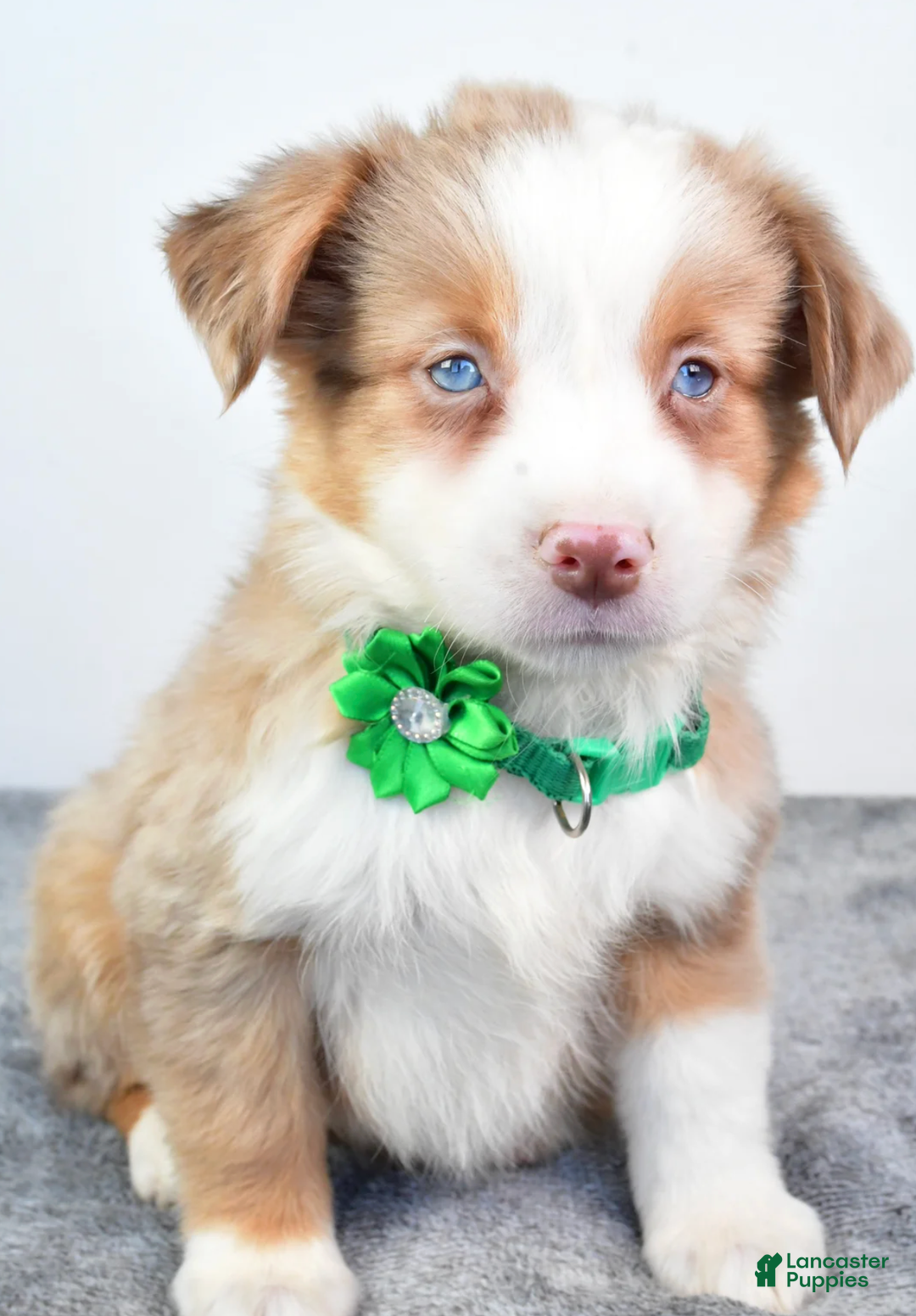Miniature Australian Shepherd dogs for sale: Ava - Ad 6