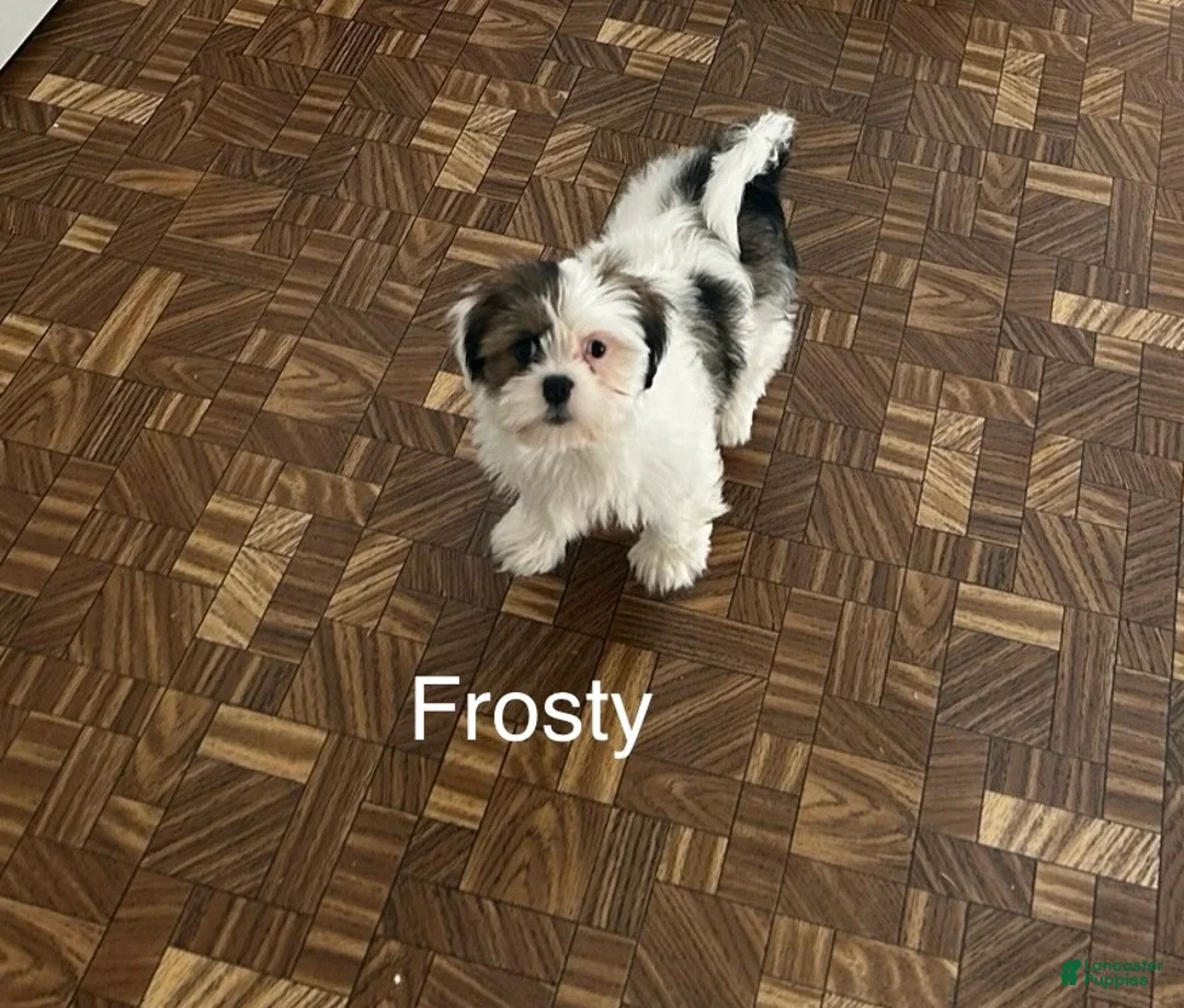 Lhasa Apso dogs for sale: Lhasa Apso Puppy 1 - Ad 1