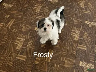 Lhasa Apso dogs Lhasa Apso Puppy 1 - Ad 1