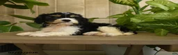 Cavachon dogs for sale: Mike - Ad 2
