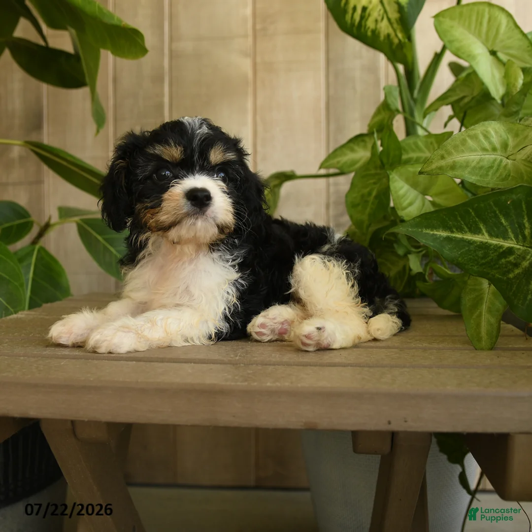 Cavachon dogs for sale: Mike - Ad 2