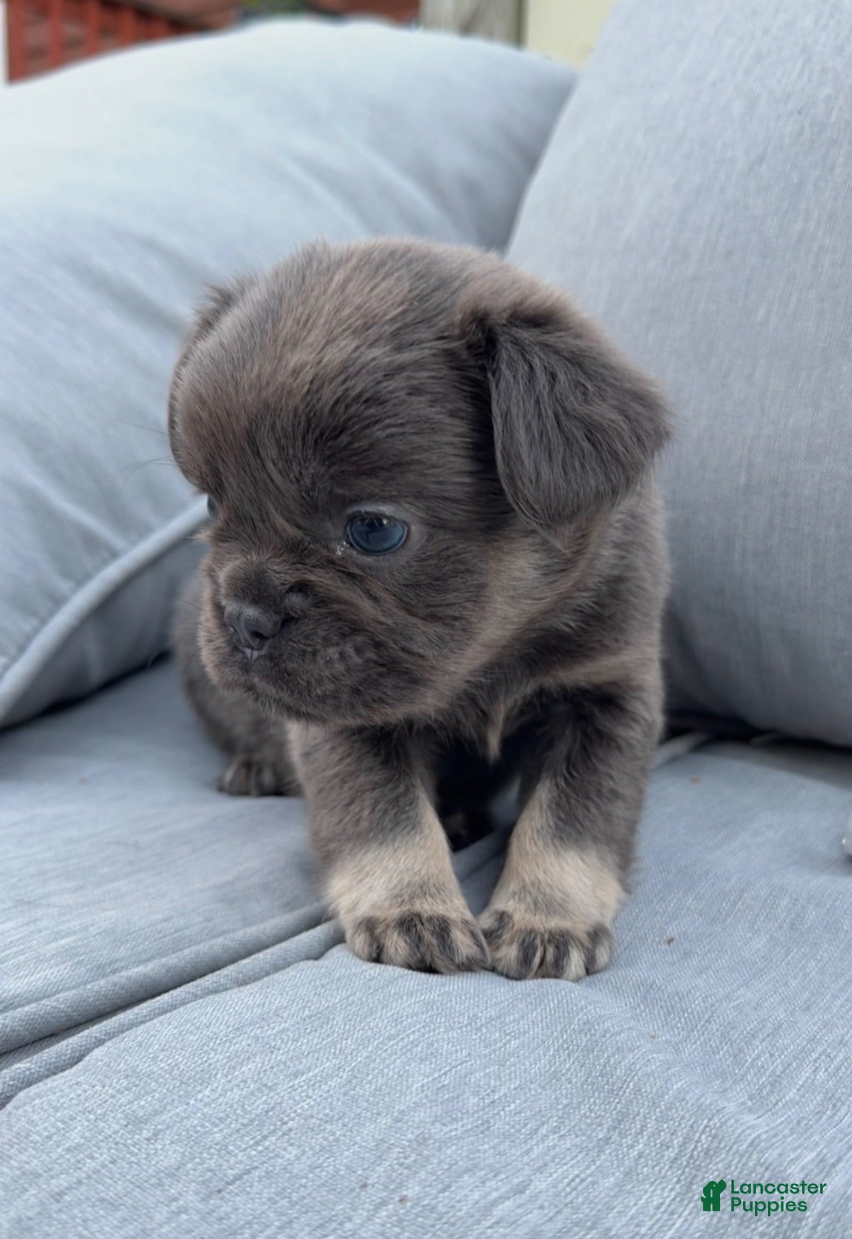 French Bulldog dogs Mia - Ad 29