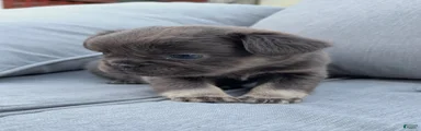 Mia