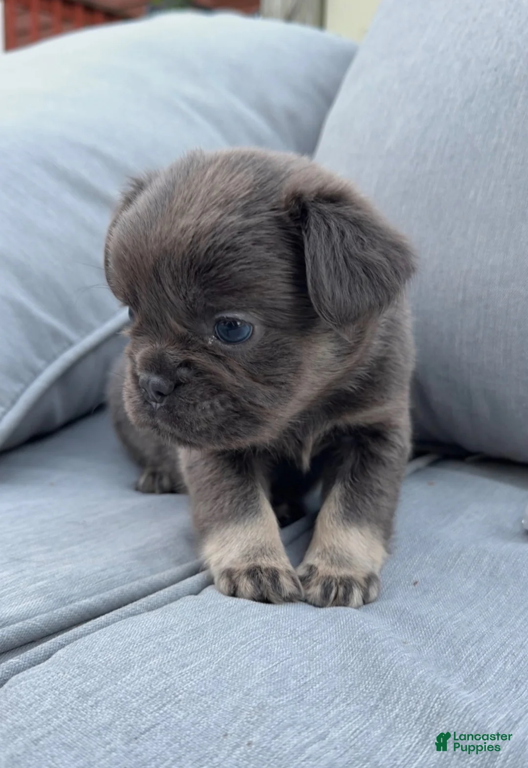 French Bulldog dogs for sale: Mia - Ad 1