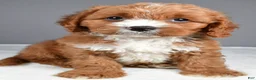Cavapoo dogs for sale: Elvis - Ad 4