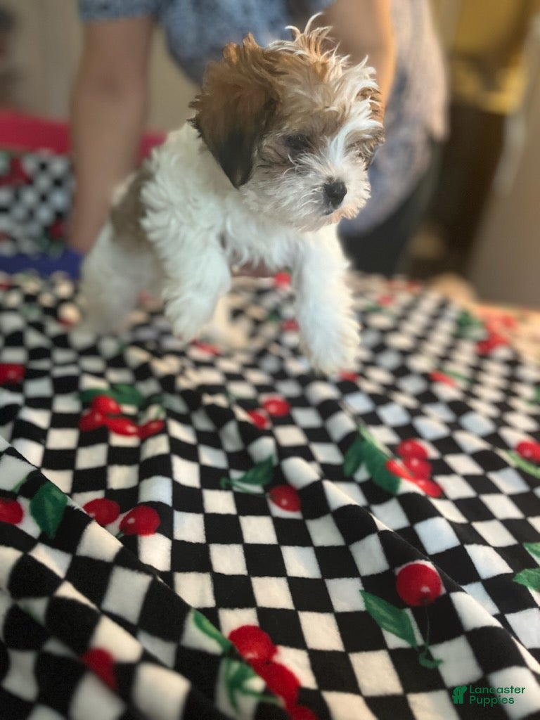 Shorkie dogs Shorkie Puppy 2 - Ad 14