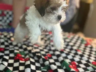 Shorkie dogs Shorkie Puppy 2 - Ad 14