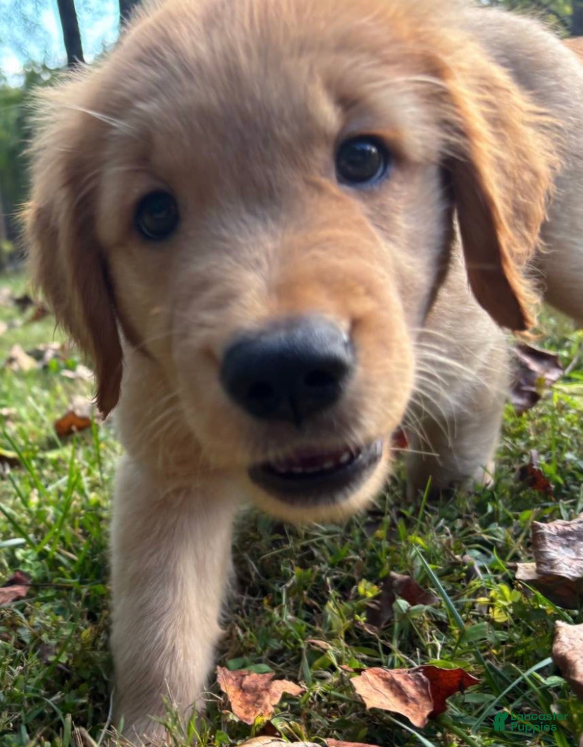 Golden Retriever dogs Golden Retriever “Bella” - Ad 1