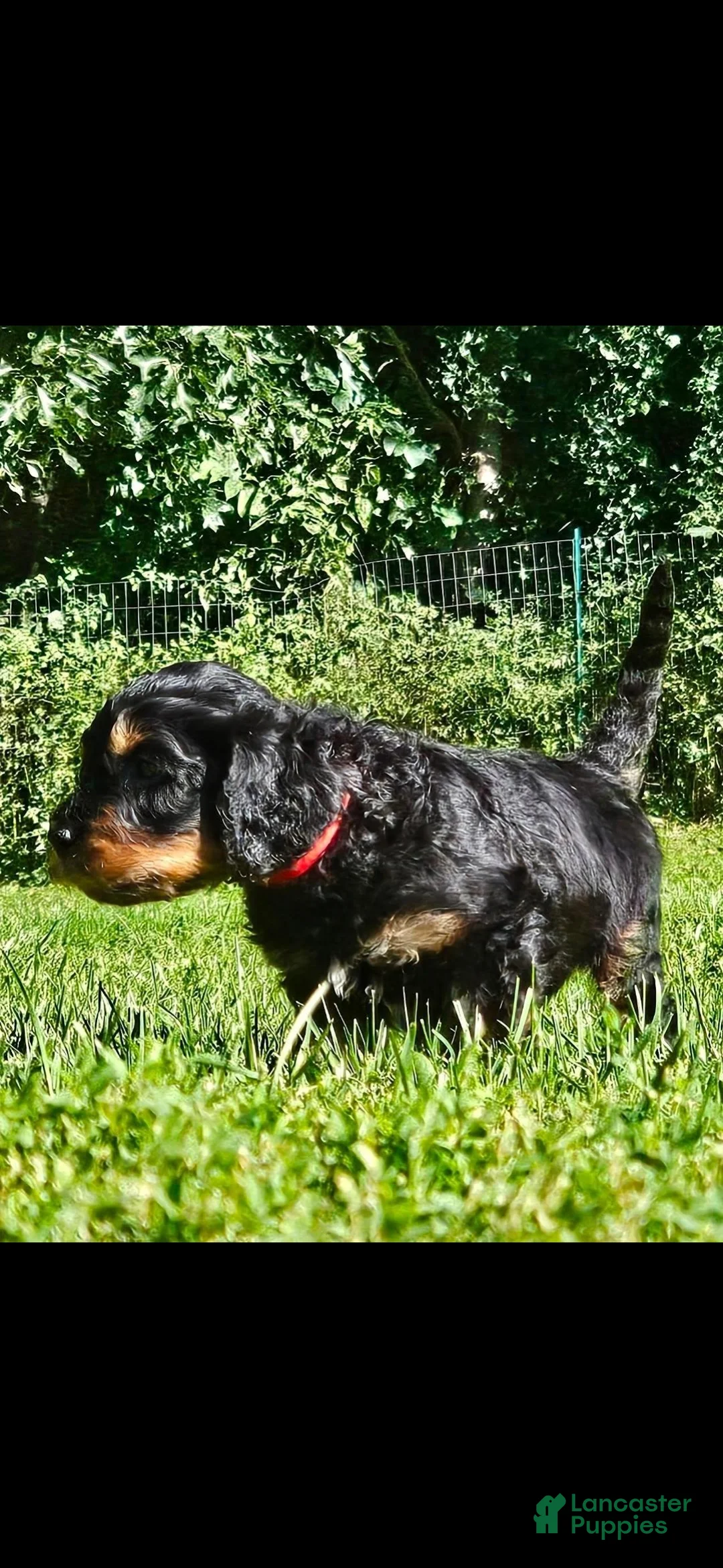 Mixed Breed dogs for sale: Ghost - Ad 2