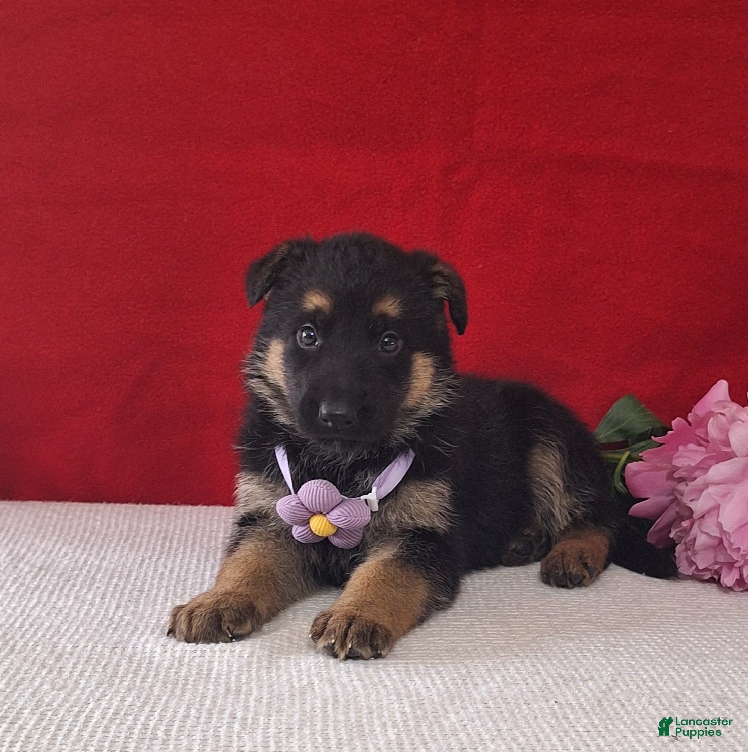 German Shepherd dogs Lilac - Ad 2