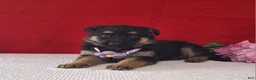German Shepherd dogs for sale: Lilac - Ad 2