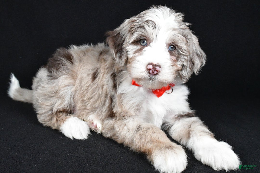 Sheepadoodle dogs for sale: Connor - Ad 2