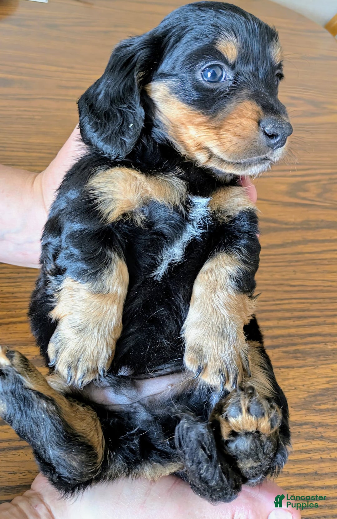 Dog Breeds Tri Colored Weiner Dog Cute Fluffy Weiner Dogs Adorable