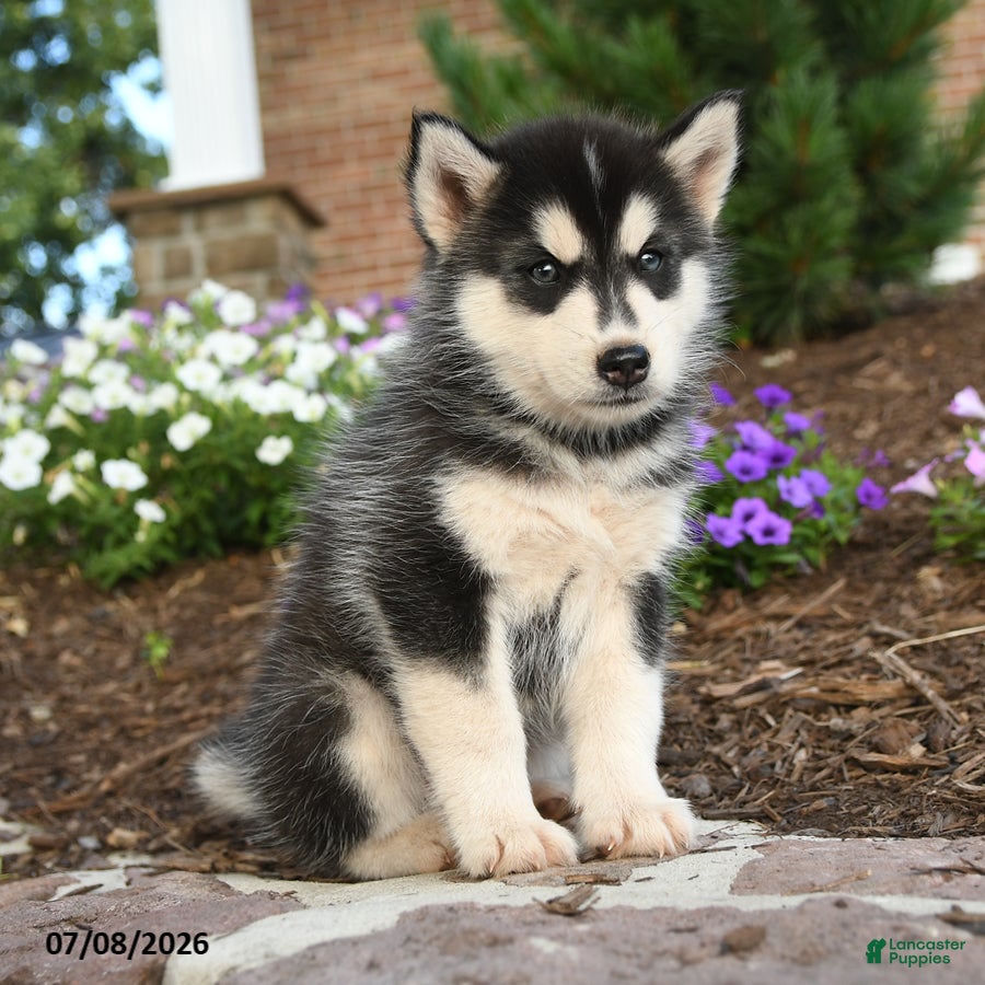 Pomsky dogs Ace - Ad 1