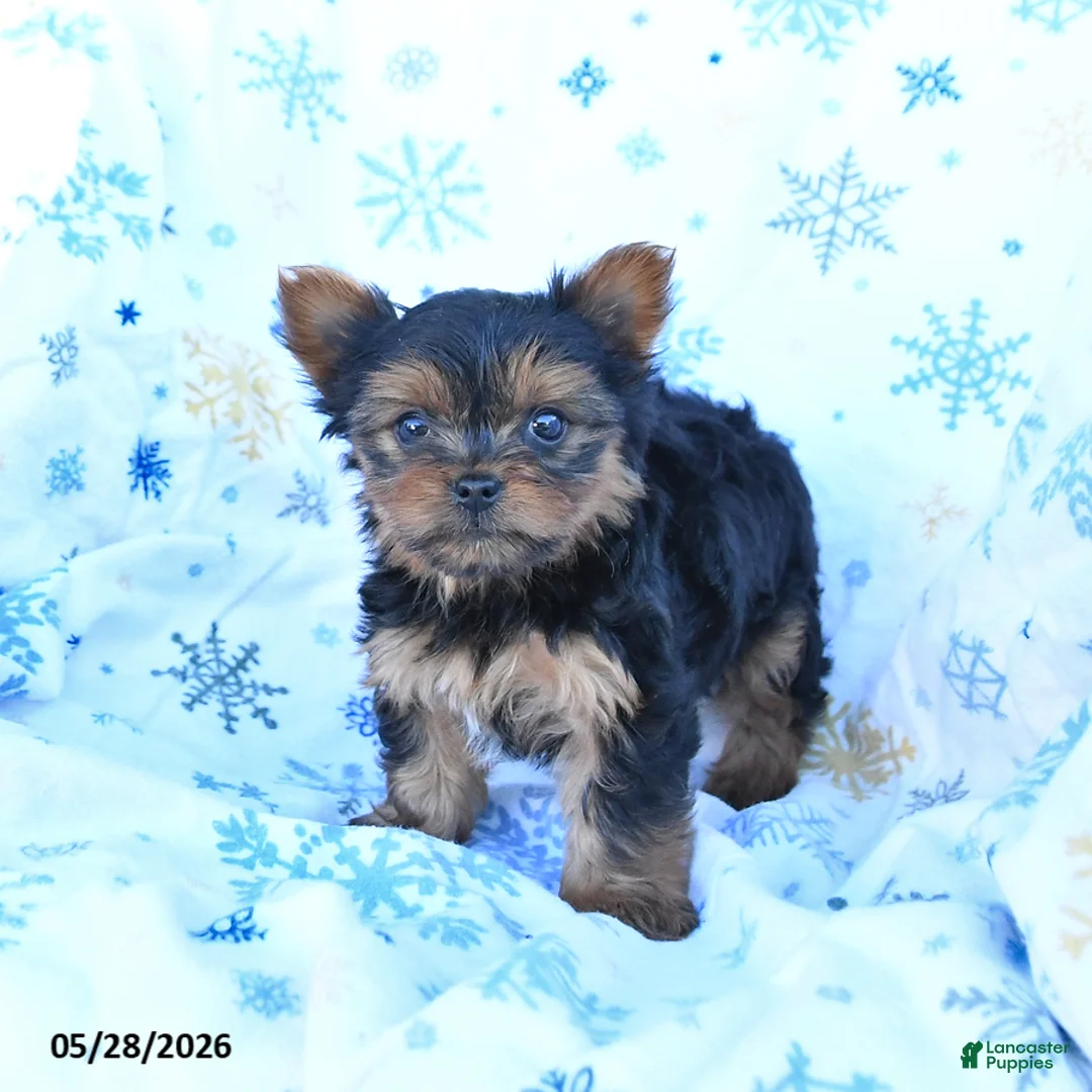 Yorkshire Terrier dogs for sale: Toby - Ad 1