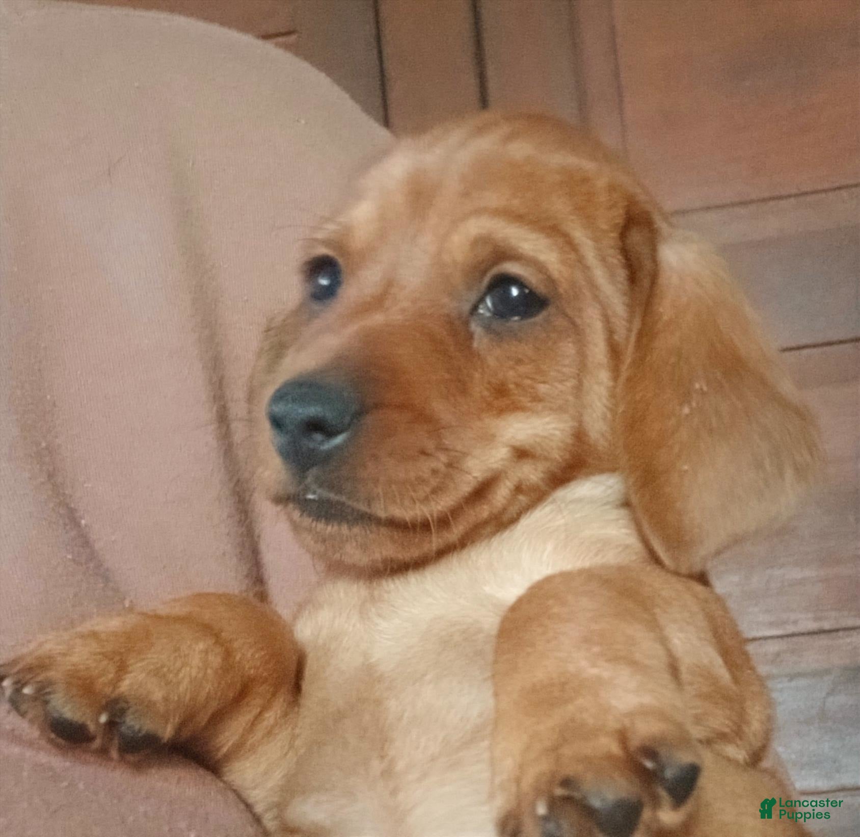 Miniature Dachshund dogs Cinnamon - Ad 39