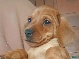 Miniature Dachshund dogs Cinnamon - Ad 39