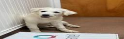 Great Pyrenees dogs for sale: Great Pyrenees Female aka Ginger - Ad 7