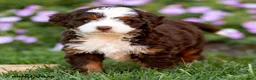 Mini Bernedoodle dogs for sale: Gunner - Ad 4