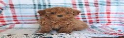 Toy Poodle dogs for sale: Tessa - Ad 1