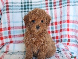 Toy Poodle dogs Tessa - Ad 37