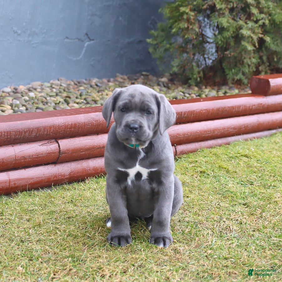 Cane Corso dogs Gem  - Ad 2