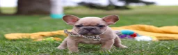 French Bulldog dogs for sale: Layla  - Ad 5