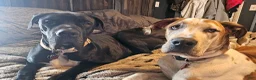 Great Dane dogs for sale: Thor - Ad 5