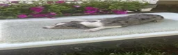 Mixed Breed dogs for sale: Mixed Breed 4 Macy - Ad 4